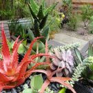 100 PCS Seeds Aloe Mix Succulents Garden Plants 100 PCS Seeds Aloe Mix Succulents Garden Plants