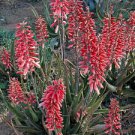 10 PCS Seeds Aloe Mixed Seeds Succulents Garden Plants 10 PCS Seeds Aloe Mixed Seeds Succulents Garden Plants