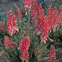 10 PCS Seeds Aloe Mixed Seeds Succulents Garden Plants