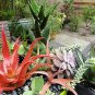 10 PCS Seeds Aloe Mixed Seeds Succulents Garden Plants