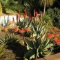 10 PCS Seeds Aloe Mixed Seeds Succulents Garden Plants
