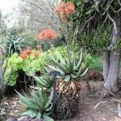 10 PCS Seeds Aloe Mudenensis Succulents Garden Plants 10 PCS Seeds Aloe Mudenensis Succulents Garden Plants