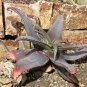 10 PCS Seeds Aloe Mudenensis Succulents Garden Plants