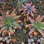 10 PCS Seeds Aloe Mudenensis Succulents Garden Plants