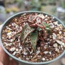 10 PCS Seeds ALOE Parvula Garden Plants Rare Potted Plants 10 PCS Seeds ALOE Parvula Garden Plants Rare Potted Plants