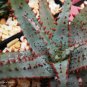 10 PCS Seeds ALOE Parvula Garden Plants Rare Potted Plants