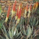 10 PCS Seeds Aloe petricola Succulents Garden Plants