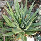 10 PCS Seeds ALOE Pretoriensis Garden Plants Rare Potted Plants 10 PCS Seeds ALOE Pretoriensis Garden Plants Rare Potted Plants