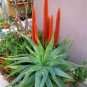10 PCS Seeds Aloe rupestris Succulents Garden Plants Seeds Century Plant