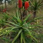 10 PCS Seeds Aloe rupestris Succulents Garden Plants Seeds Century Plant