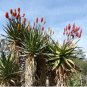10 PCS Seeds Aloe rupestris Succulents Garden Plants Seeds Century Plant