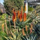 10 PCS Seeds Aloe speciosa Succulents Garden Plants 10 PCS Seeds Aloe speciosa Succulents Garden Plants