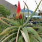 10 PCS Seeds Aloe speciosa Succulents Garden Plants