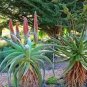 10 PCS Seeds Aloe speciosa Succulents Garden Plants