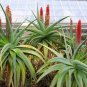 10 PCS Seeds Aloe speciosa Succulents Garden Plants