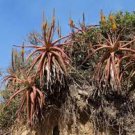 10 PCS Seeds Aloe spicata Succulent Garden Plants 10 PCS Seeds Aloe spicata Succulent Garden Plants