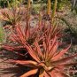 10 PCS Seeds Aloe spicata Succulent Garden Plants