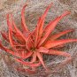 10 PCS Seeds Aloe spicata Succulent Garden Plants