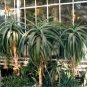 10 PCS Seeds Aloe thraskii Succulents Garden Plants Seeds Century Plant
