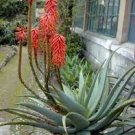 10 PCS Seeds ALOE turkanensis Succulent Garden Plants