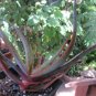 10 PCS Seeds ALOE turkanensis Succulent Garden Plants