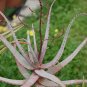 10 PCS Seeds ALOE turkanensis Succulent Garden Plants