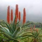 10 PCS Seeds Aloe Turtle Boss Aloe BITTER ALOE Red Aloe 10 PCS Seeds Aloe Turtle Boss Aloe BITTER ALOE Red Aloe