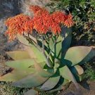 10 PCS Seeds Aloe umfoloziensis Succulents Garden Plants 10 PCS Seeds Aloe umfoloziensis Succulents Garden Plants