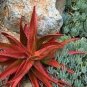 10 PCS Seeds Aloe umfoloziensis Succulents Garden Plants
