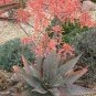 10 PCS Seeds Aloe umfoloziensis Succulents Garden Plants