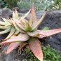 10 PCS Seeds Aloe umfoloziensis Succulents Garden Plants
