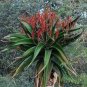10 PCS Seeds Aloe vaombe Succulents Garden Plants