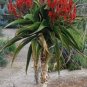 10 PCS Seeds Aloe vaombe Succulents Garden Plants
