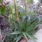 10 PCS Seeds Aloe Vryheidensis Succulents Garden Plants