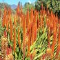 10 PCS Seeds Aloe Vryheidensis Succulents Garden Plants