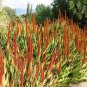 10 PCS Seeds Aloe Vryheidensis Succulents Garden Plants