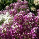 100 PCS Seeds Alyssum -s-Lobularia maritima Flower -s Home Garden Multi-Color 100 PCS Seeds Alyssum -s-Lobularia maritima Flower -s Home Garden Multi-Color
