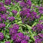 100 PCS Seeds Alyssum -s-Lobularia maritima Flower -s Home Garden Multi-Color