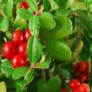 5 PCS Seeds American Cranberry Vaccinium Macrocarpon Seeds dark red healthy 5 PCS Seeds American Cranberry Vaccinium Macrocarpon Seeds dark red healthy