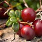 5 PCS Seeds American Cranberry Vaccinium Macrocarpon Seeds dark red healthy