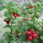 5 PCS Seeds American Cranberry Vaccinium Macrocarpon Seeds dark red healthy