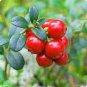5 PCS Seeds American Cranberry Vaccinium Macrocarpon Seeds dark red healthy