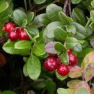5 PCS Seeds American Cranberry Vaccinium Macrocarpon 5 PCS Seeds American Cranberry Vaccinium Macrocarpon