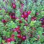 5 PCS Seeds American Cranberry Vaccinium Macrocarpon