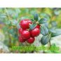 5 PCS Seeds American Cranberry Vaccinium Macrocarpon