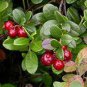 5 PCS Seeds American Cranberry Vaccinium Macrocarpon