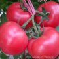 150 PCS Seeds American F1 Pink Long 'Banana' Tomato