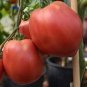 150 PCS Seeds American F1 Pink Long 'Banana' Tomato