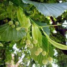 50 PCS Seeds American Linden Tree