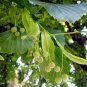 50 PCS Seeds American Linden Tree